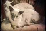 Cat with two tails;