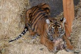 Week #1 - Tiger Cub