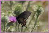 Pipevine Swallowtail