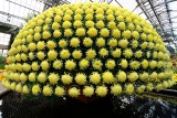 Chrisanthemum Explosion