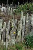 Weathered