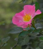 Week # Antique-Pink-Rose-