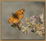Little Mylitta Crescentspot