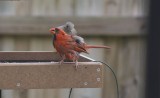 Week 2: Molting cardinal