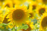 Kansas Sunflowers