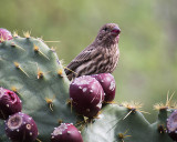 Week #3 -Female Finch Eating Prickly Pear Fruit