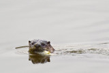 Week #3 - River Otter With Breakfast