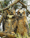 Owls - Great Horned