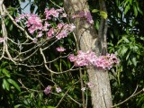 2014¸GBarrett_DSCN7419_Noble Maquinligua_Catalpa family.JPG