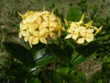 2014¸GBarrett_DSCN7425_Yellow Flame-of-the-Garden.JPG