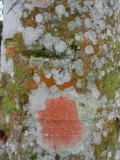 2014¸GBarrett_DSCN7432_lichen.JPG