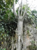 2014¸GBarrett_DSCN7462_Chameleon Tree.JPG