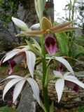 2014¸GBarrett_DSCN7475_Phaius tankervilliae orchid.JPG