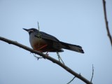 2014GBarrett_DSCN7509_Red-Legged Thrush.JPG