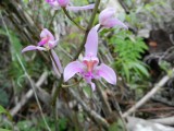 2014¸GBarrett_DSCN7521_Bletia purpurea orchid.JPG