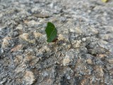 2014¸GBarrett_DSCN7561_Leaf-cutter ant.JPG