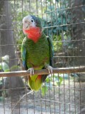2014¸GBarrett_DSCN7618_Cuban Parrot.JPG