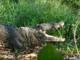 2014¸GBarrett_DSCN7633_Cuban Crocodile.JPG