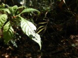 2014¸GBarrett_DSCN7712_Heliconia butterfly.JPG