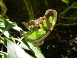 2014¸GBarrett_DSCN7717_Malachite butterfly.JPG