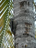 2014¸GBarrett_DSCN7755_Yellow-bellied Sapsucker.JPG