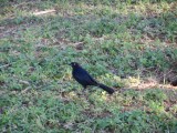 2014¸GBarrett_DSCN7779_Greater Antillean Grackle.JPG
