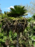 2014¸GBarrett_DSCN7811_Petticoat Palm.JPG