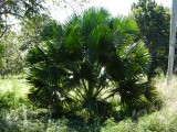 2014¸GBarrett_DSCN7818_Sri Lankan Palm.JPG