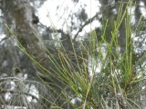 2014¸GBarrett_DSCN8002_Australian Pine.JPG