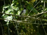 2014¸GBarrett_DSCN8031_Loggerhead Kingbird.JPG