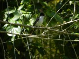 2014GBarrett_DSCN8031_Loggerhead Kingbird.JPG