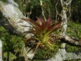 2014¸GBarrett_DSCN8050_bromeliad.JPG