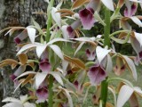 2014¸GBarrett_DSCN8062_orchid.JPG