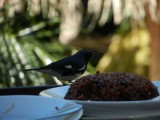 2014¸GBarrett_DSCN8175_Black-throated Blue Warbler.JPG