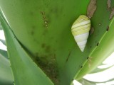 2014¸GBarrett_DSCN8216_Liguus fasciatus snail.JPG