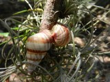 2014¸GBarrett_DSCN8218_Liguus fasciatus snail.JPG