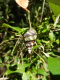 2014¸GBarrett_DSCN8229_Liguus fasciatus snail.JPG