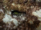 2014¸GBarrett_DSCN8377_crab.JPG