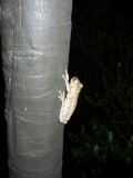 2014¸GBarrett_DSCN8430_Tree Frog.JPG