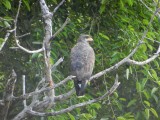 2014¸GBarrett_DSCN8445_Common Black-Hawk.JPG