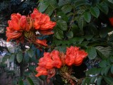 2014¸GBarrett_DSCN8538_African Tulip Tree.JPG