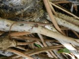 2014¸GBarrett_DSCN8555_anole.JPG