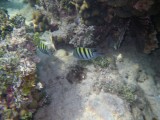 2014¸GBarrett_IMGP2137_Sergeant Major Fish.JPG