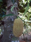 2015¸GBarrett_DSCN1283_Breadfruit.JPG