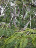2015¸GBarrett_DSCN1307_Flamboyant Tree.JPG