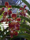 2015¸GBarrett_DSCN1333_orchid.JPG