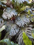 2015GBarrett_DSCN1338_Swiss Cheese Philodendron.JPG