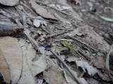 2015¸GBarrett_DSCN1417_leaf cutter ant.JPG