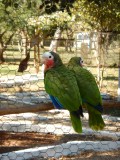 2015¸GBarrett_DSCN1462_Cuban Parrot.JPG