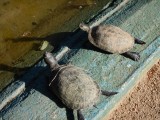 2015¸GBarrett_DSCN1470_Cuban Slider Turtles.JPG